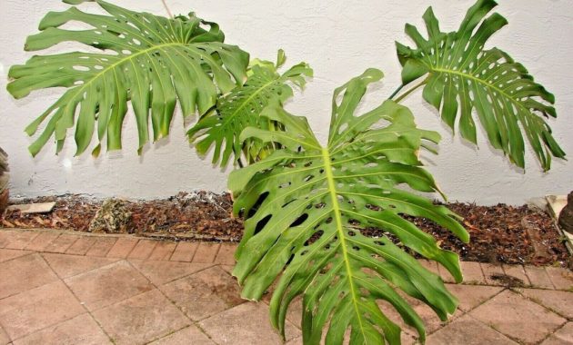 How to care Monstera deliciosa large 